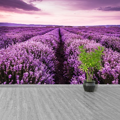 Wallpaper Blooming lavender