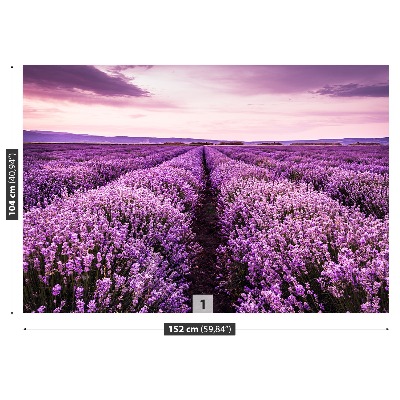 Wallpaper Blooming lavender