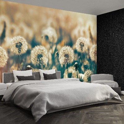Wallpaper Dandelion meadow