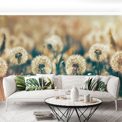 Wallpaper Dandelion meadow