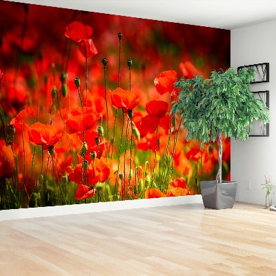 Wallpaper Poppies meadow