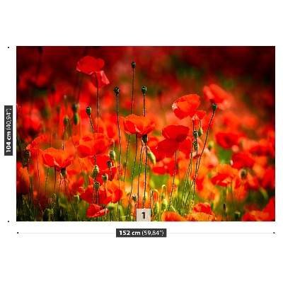 Wallpaper Poppies meadow