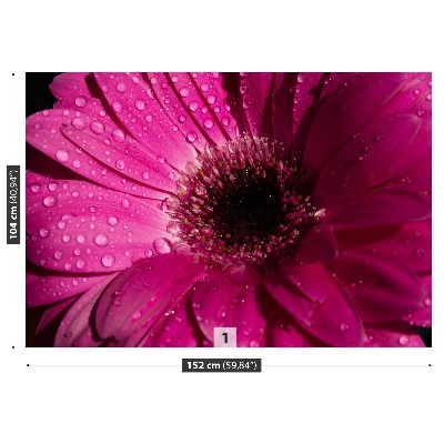 Wallpaper Purple gerbera