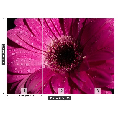 Wallpaper Purple gerbera