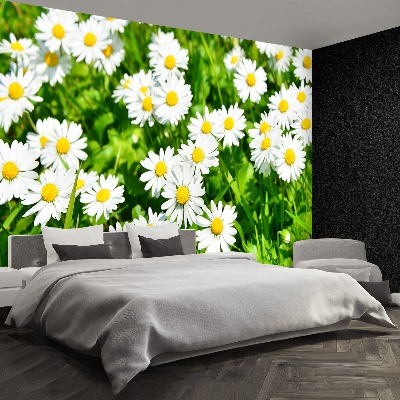 Wallpaper Meadow daisies