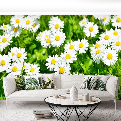 Wallpaper Meadow daisies