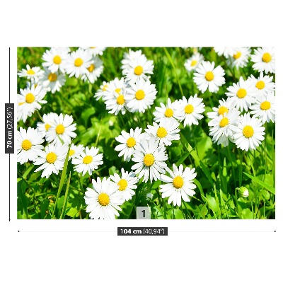 Wallpaper Meadow daisies