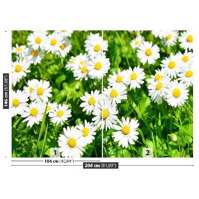 Wallpaper Meadow daisies