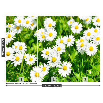 Wallpaper Meadow daisies