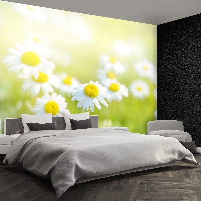 Wallpaper Meadow daisies