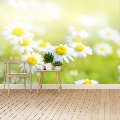 Wallpaper Meadow daisies