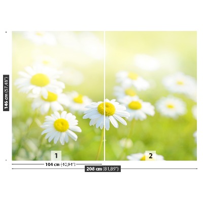 Wallpaper Meadow daisies