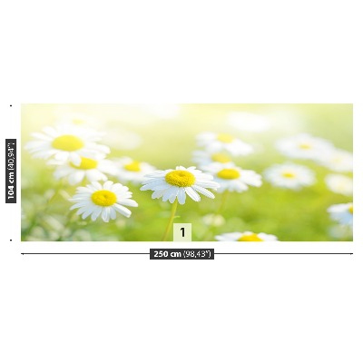 Wallpaper Meadow daisies