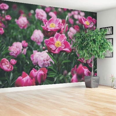 Wallpaper Pink peonies