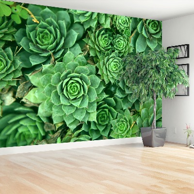 Wallpaper Sedum green