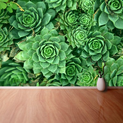 Wallpaper Sedum green