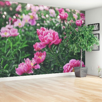 Wallpaper Pink peonies