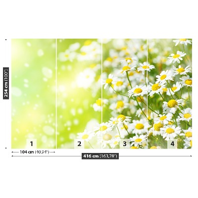 Wallpaper Camomile