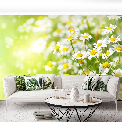 Wallpaper Camomile