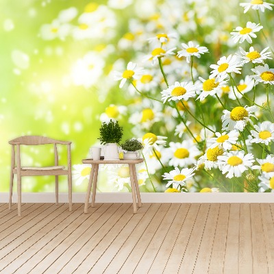 Wallpaper Camomile