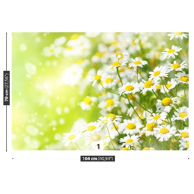 Wallpaper Camomile