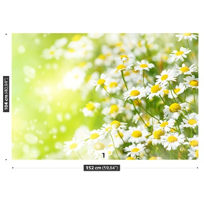 Wallpaper Camomile