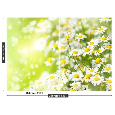 Wallpaper Camomile