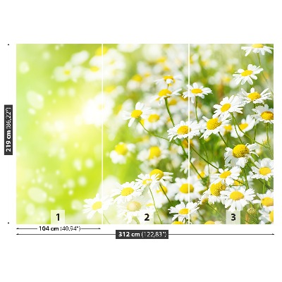 Wallpaper Camomile