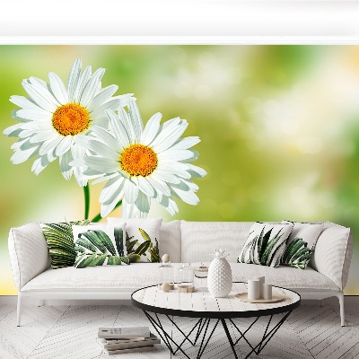 Wallpaper White chamomile