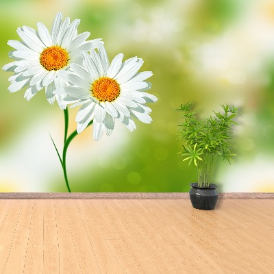 Wallpaper White chamomile