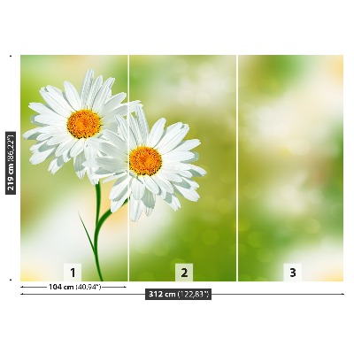 Wallpaper White chamomile