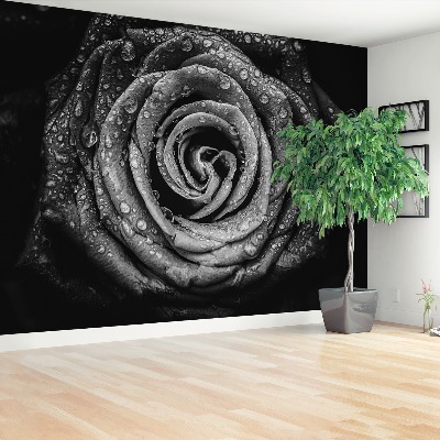 Wallpaper Rose black