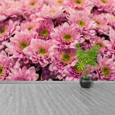 Wallpaper Pink chrysanthemums