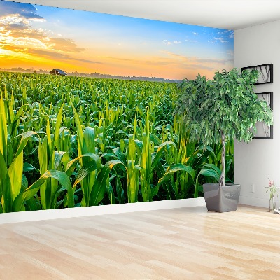 Wallpaper Corn field