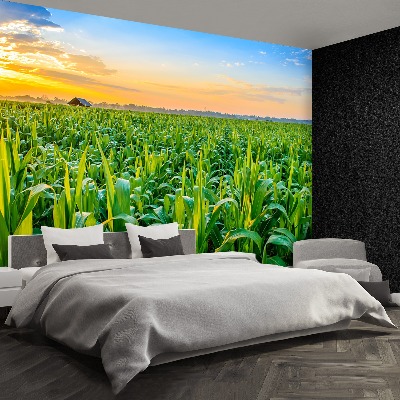 Wallpaper Corn field