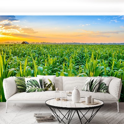 Wallpaper Corn field