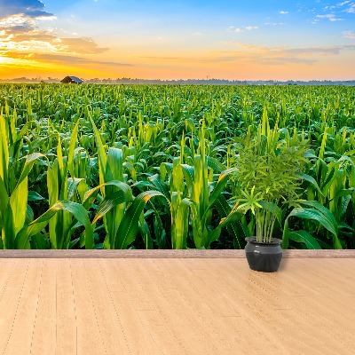 Wallpaper Corn field