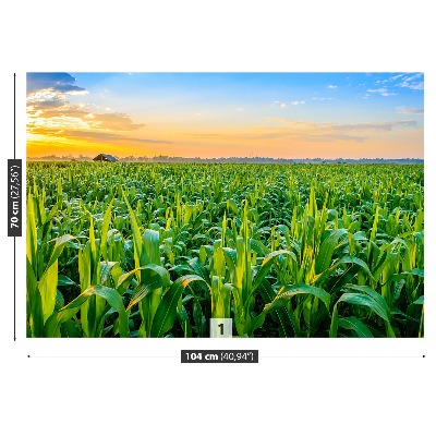 Wallpaper Corn field