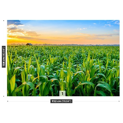 Wallpaper Corn field