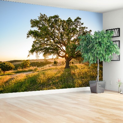 Wallpaper Oak