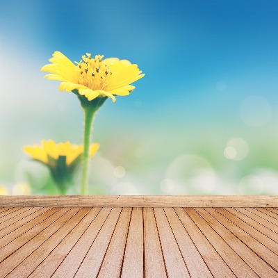 Wallpaper Yellow dandelion