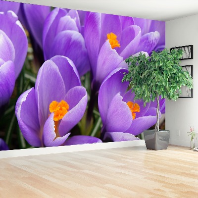 Wallpaper Purple crocuses