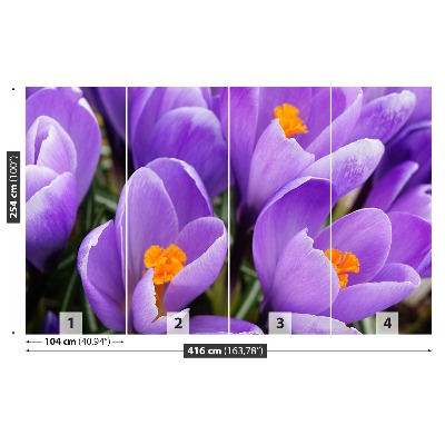 Wallpaper Purple crocuses