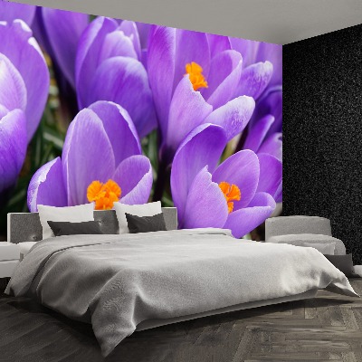 Wallpaper Purple crocuses