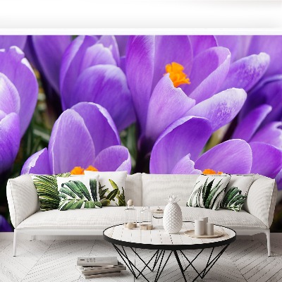 Wallpaper Purple crocuses