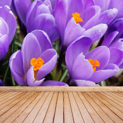 Wallpaper Purple crocuses