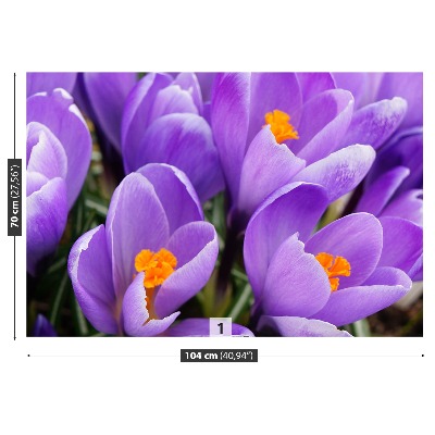 Wallpaper Purple crocuses