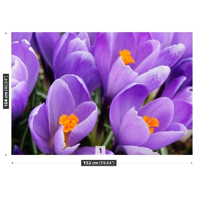 Wallpaper Purple crocuses