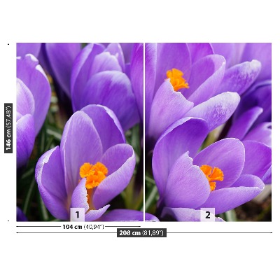 Wallpaper Purple crocuses