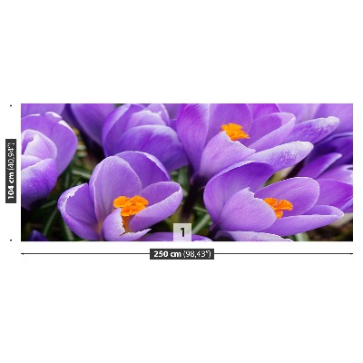 Wallpaper Purple crocuses